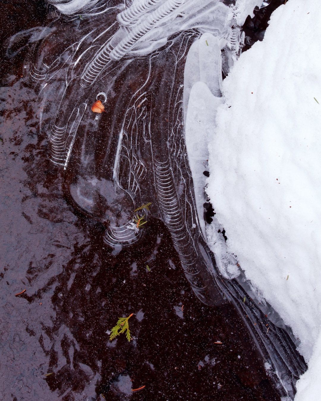 Ice formation at the edge of Poplar Stream in western Maine.