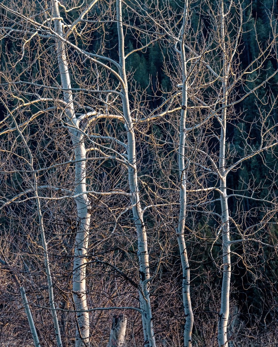 Aspen at twilight in Teton Canyon, Wyoming.