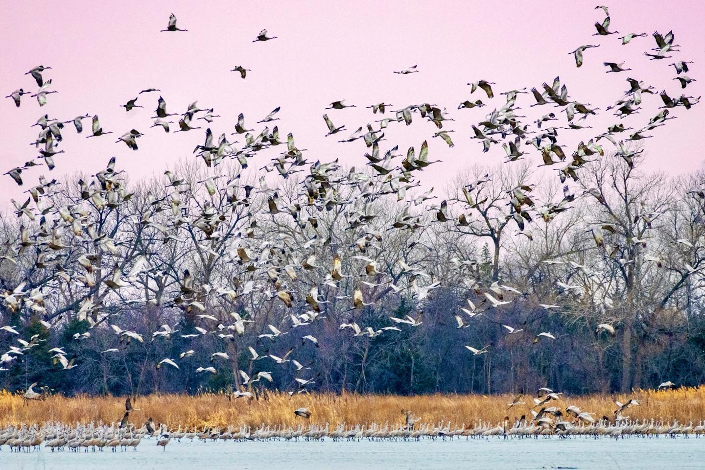 Sand Hill Cranes erupting from the sand bars in the Platte River in central Nebraska. They leave the overnight roost en mass, which is pure chaos.