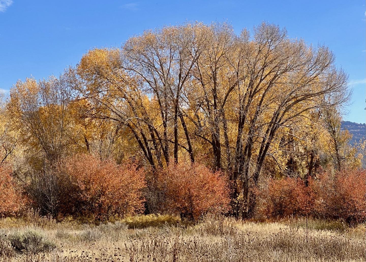 Beautiful autumn colors in eastern Idaho on Ski Hill Road, Driggs, Idaho this past weekend.