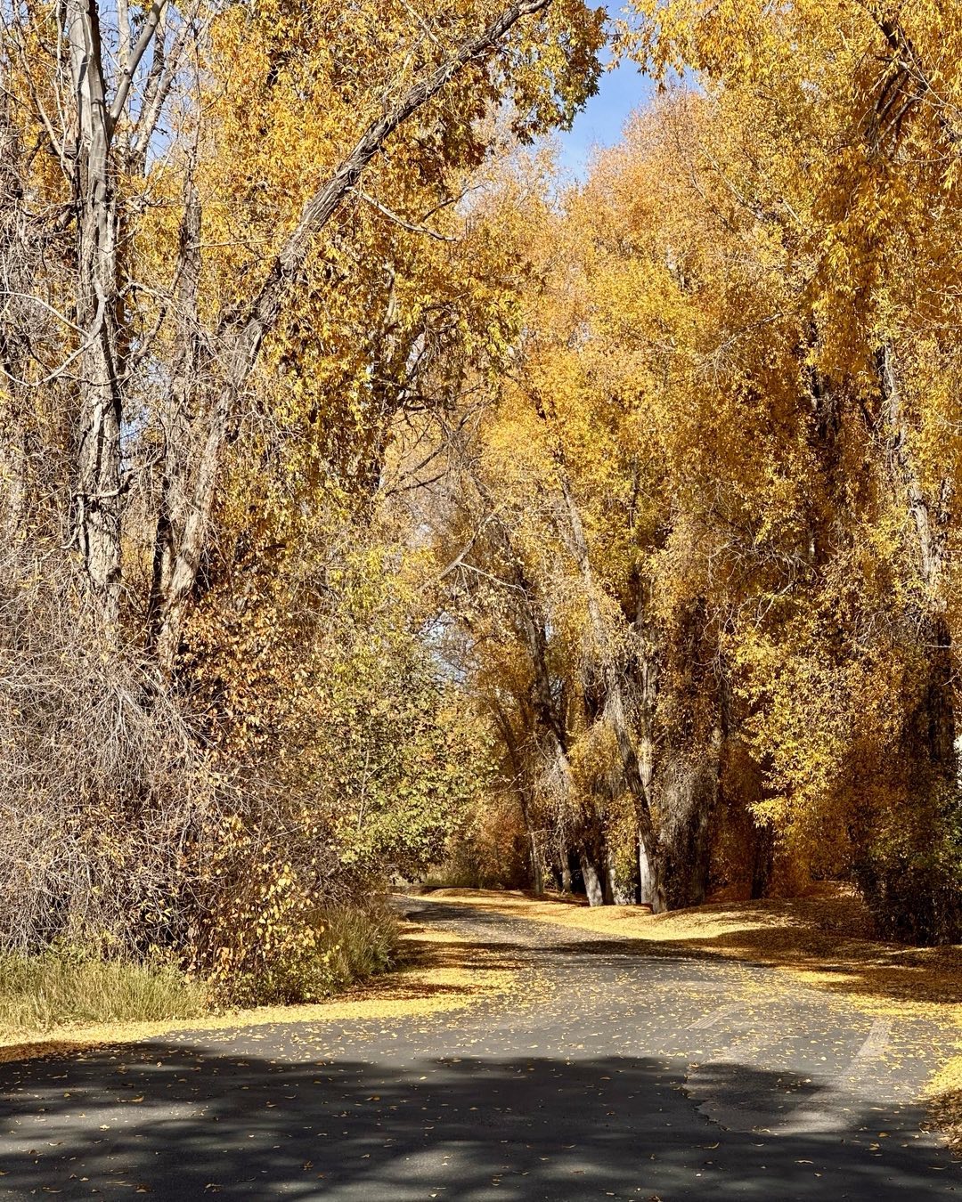 Brilliant gold foliage in Teton Valley, Idaho now with Aspen and Cottonwood trees showing their full color. A great time to be here!