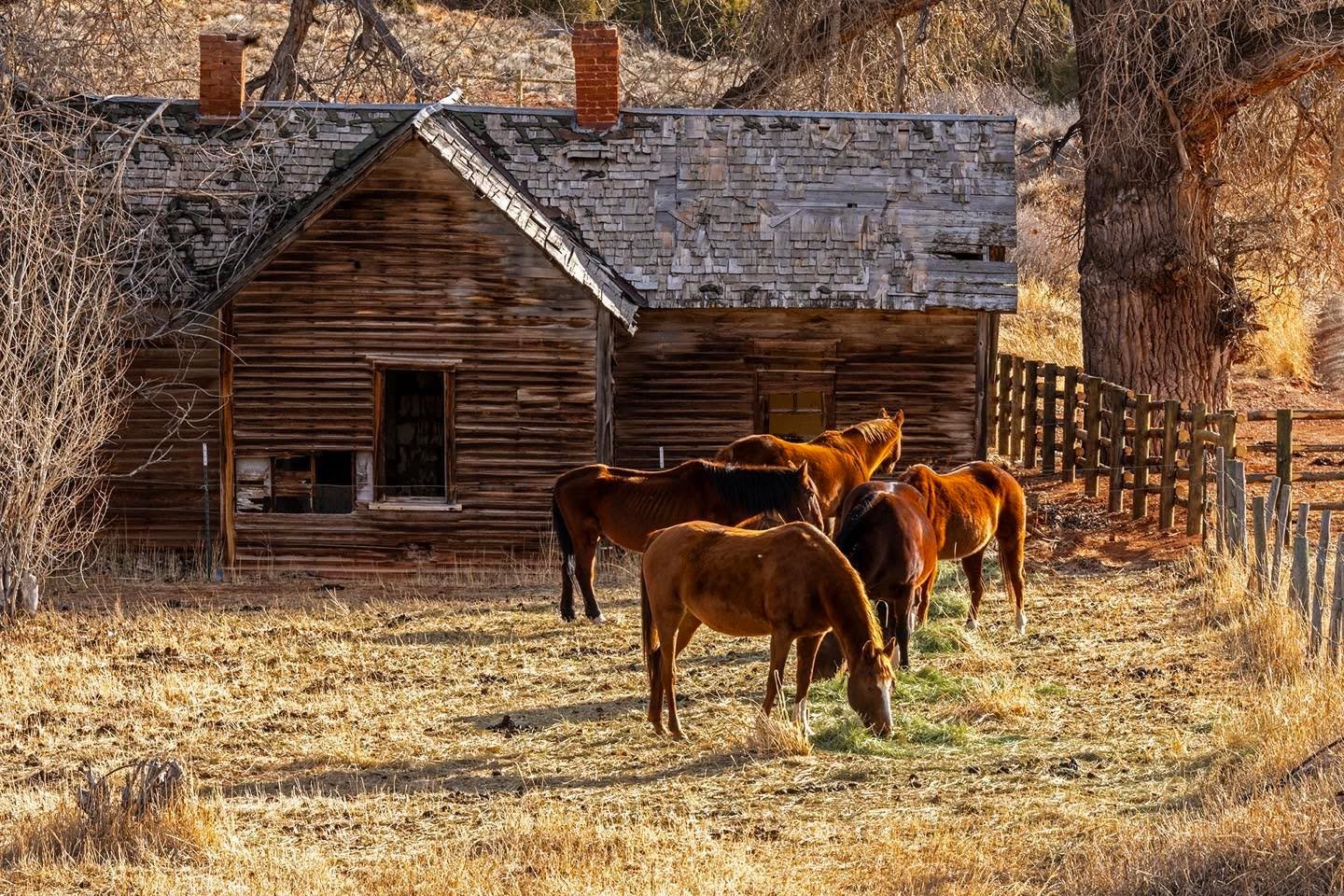 Horses and old house at the Red Canyon Wildlife Habitat Management Area near Lander, WY. Morning sunlight and the reddish glow from the nearby landscape articulates the feeding horses.