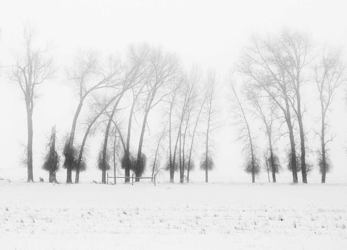 Tree Line on a foggy morning along Pack Saddle Road in Driggs, Idaho earlier this week. We don’t know what caused the dense foliage on the lower parts of the trunks, but suspect deer nibbling on branches they could reach, pruning them over the years.