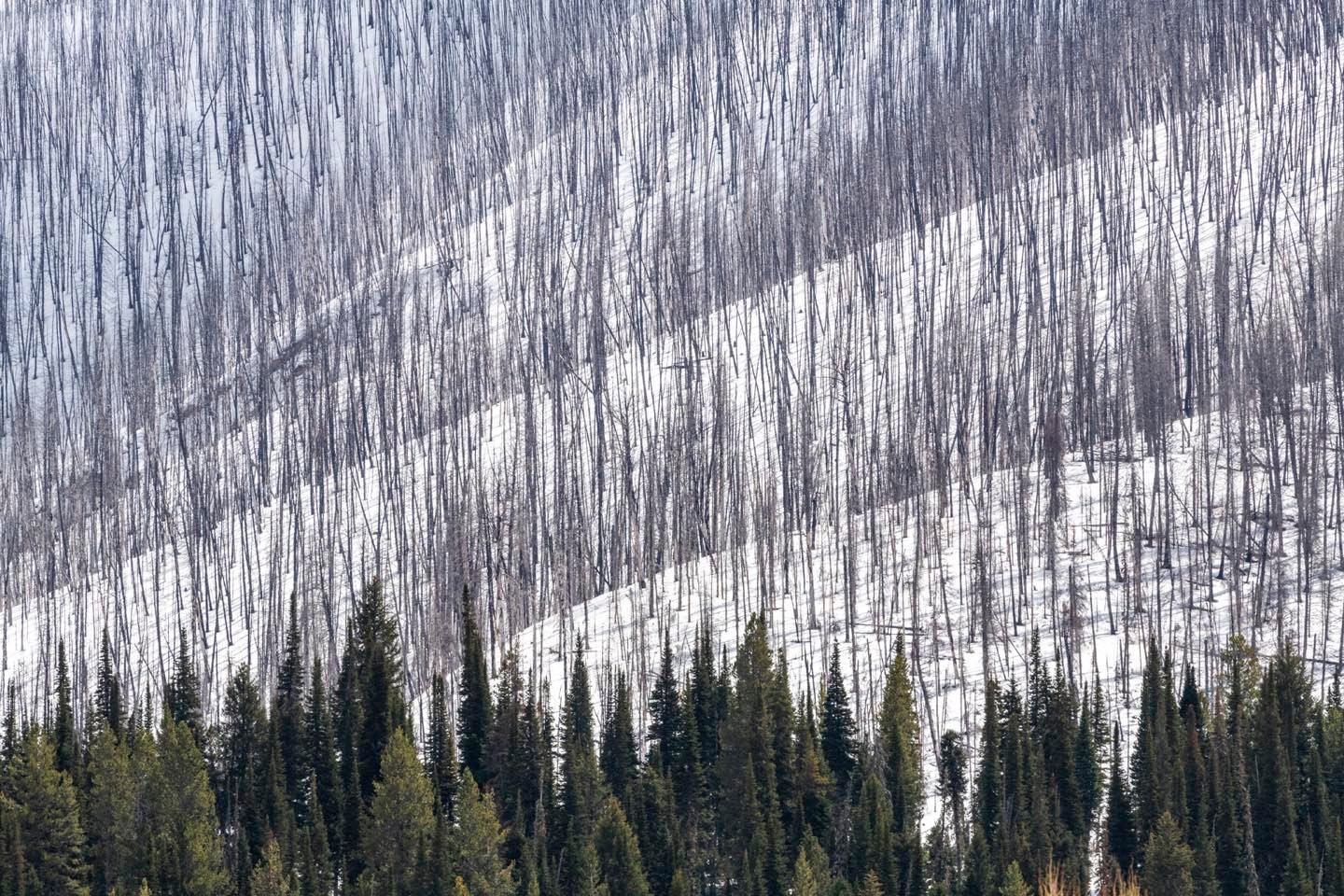 Burned hillside from the Roosevelt Fire of 2018, near Bondurant in the Upper Hoback area of Wyoming, resulted in this three dimensional topographic pattern, clearly  showing the undulating landforms. Beneath the snow seedlings have begun to grow from seeds released by the heat of the forest fire, a process known as Serotiny.