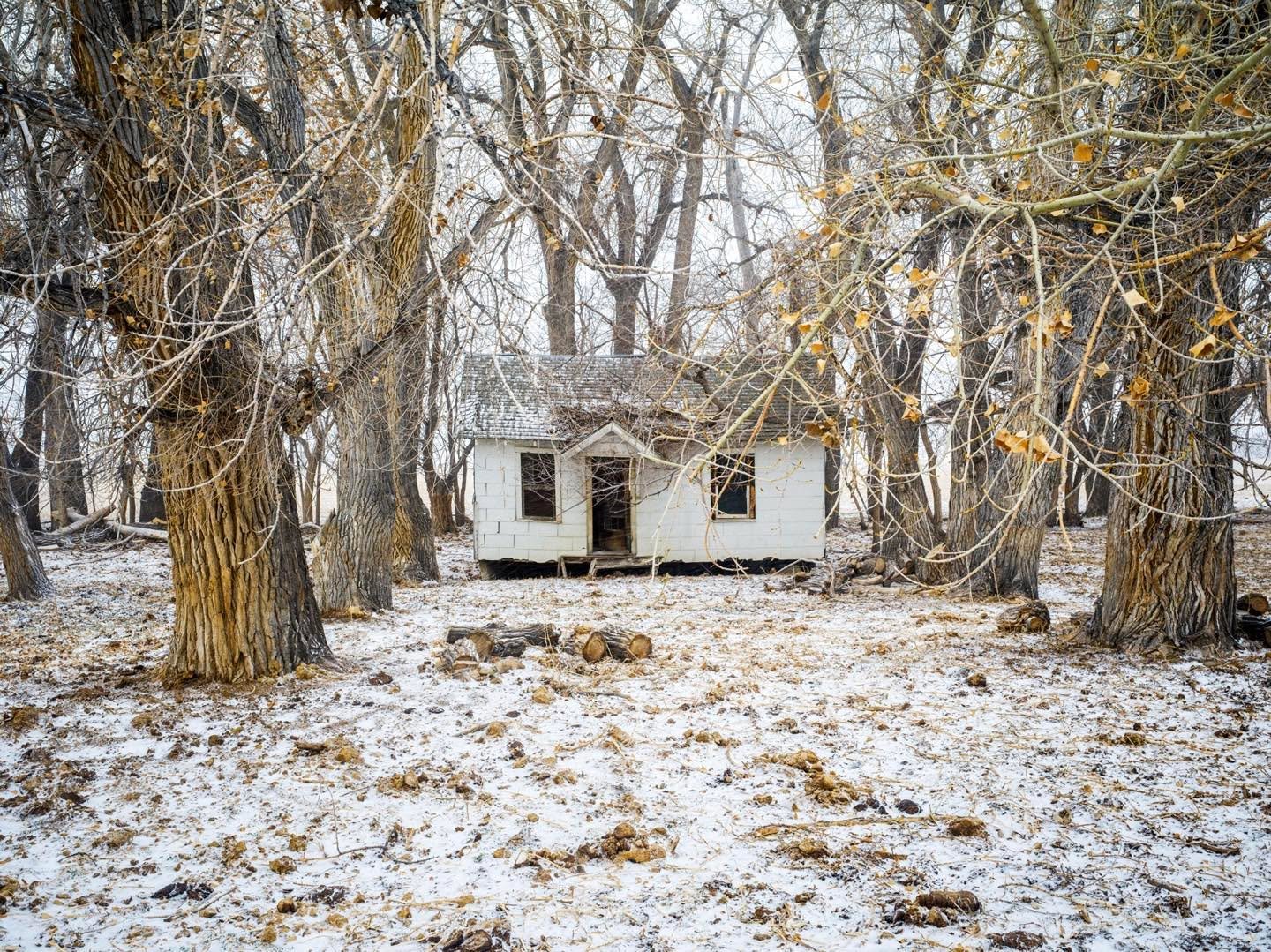 Old abandoned homestead on Sidewinder Road in Riverton, WY appears out of scale to the large cottonwood trees surrounding it. The trees were probably planted early in the building’s existence.