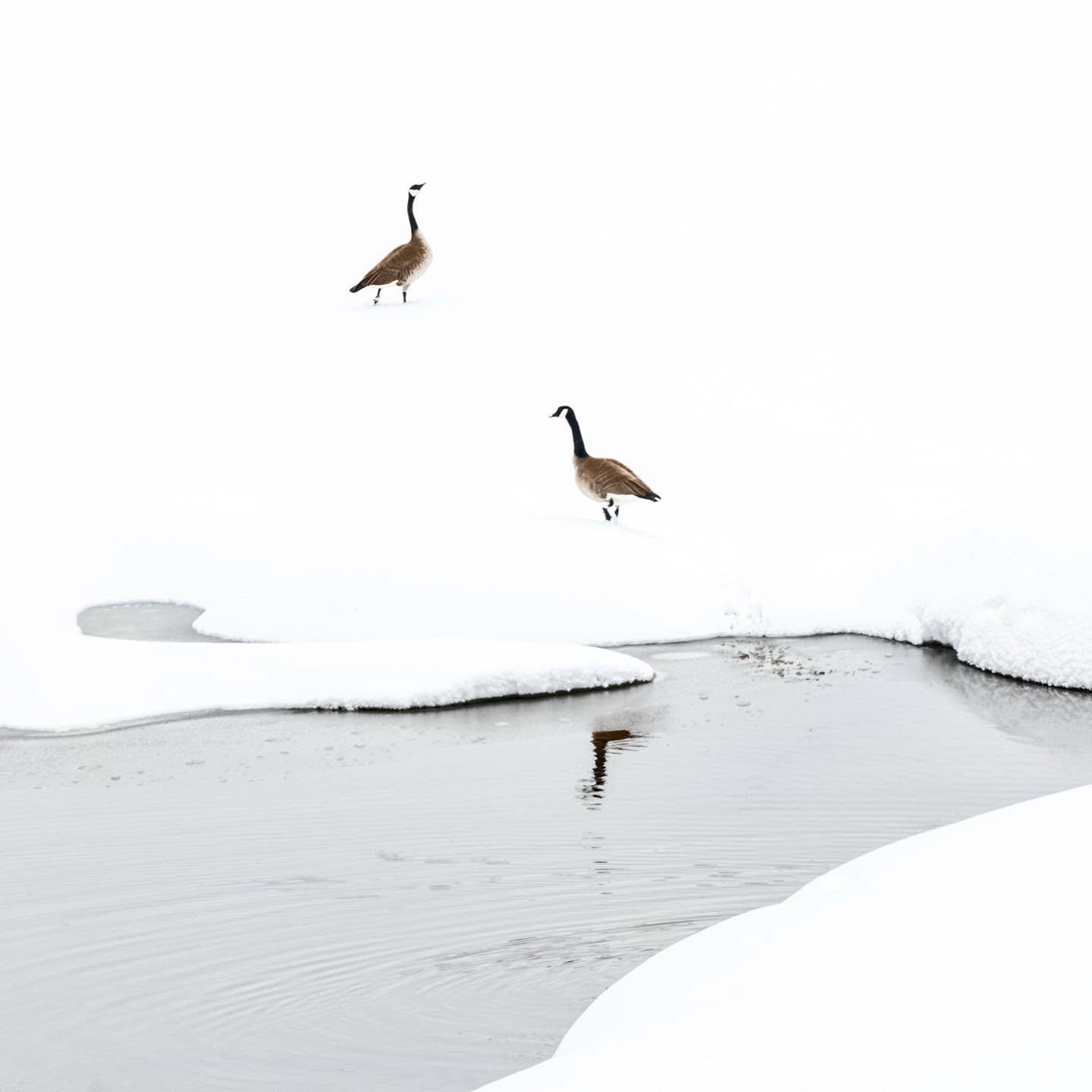 Two Canada Geese at Pacific Creek, Grand Teton National Park, a sign of spring!