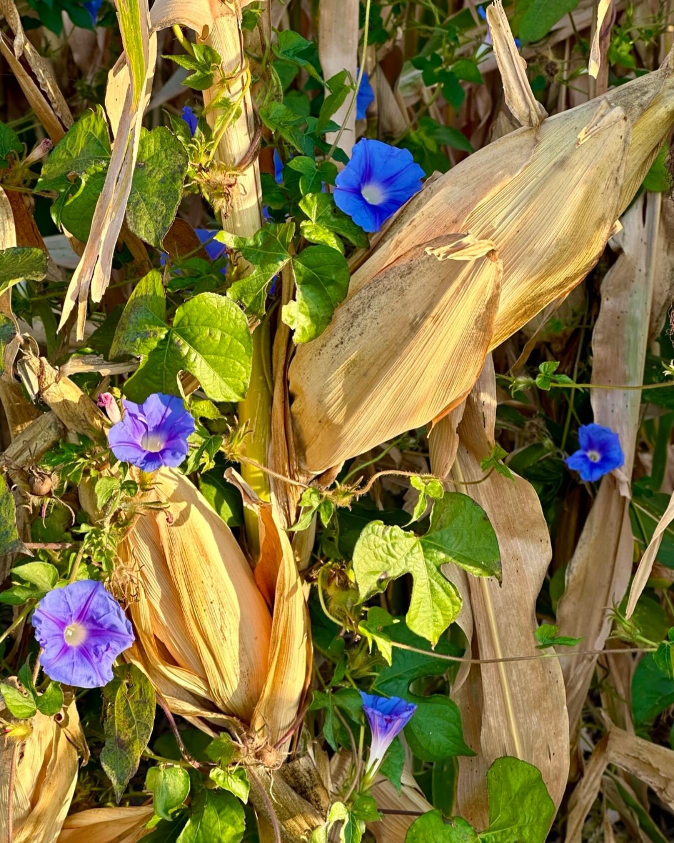 Corn and Morning Glories in Kewanee, IL last fall.